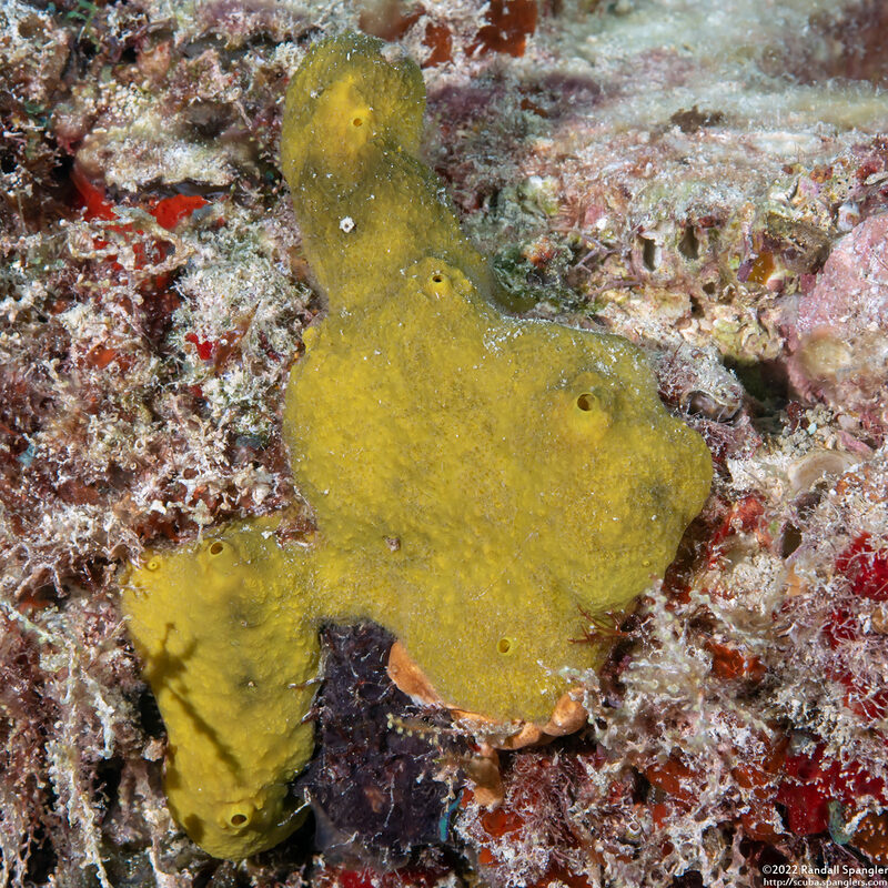 Cliona varians (Cliona Varians)