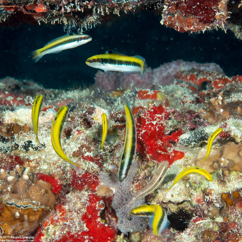 Thalassoma bifasciatum (Bluehead)
