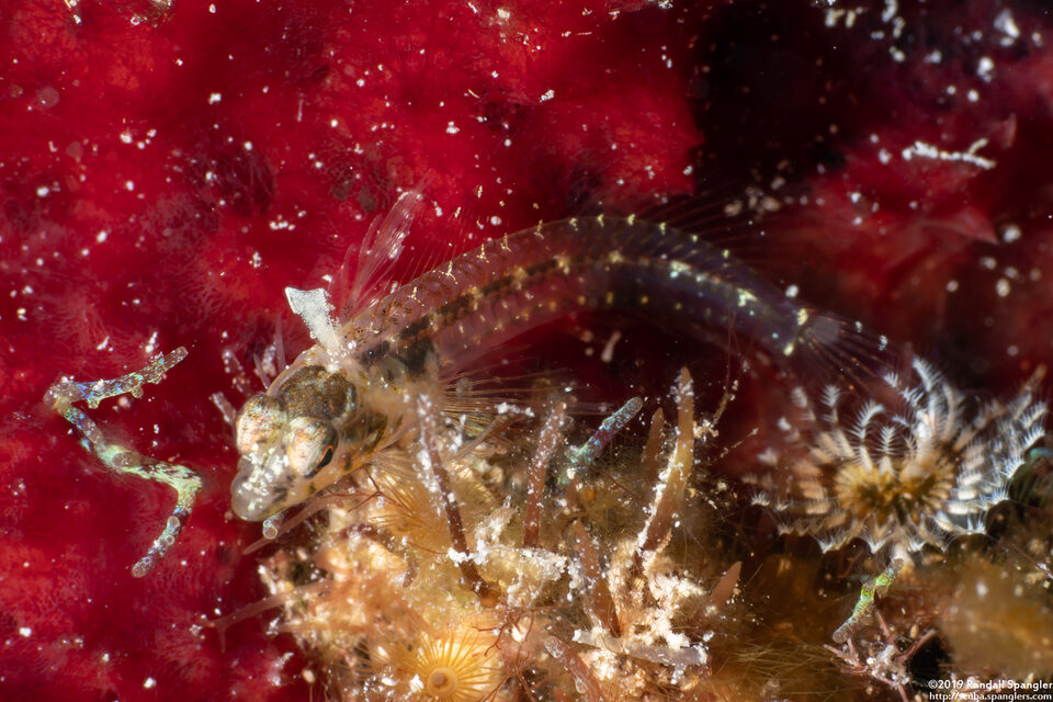 Emblemariopsis sp.1 (Smoothhead Glass Blenny)