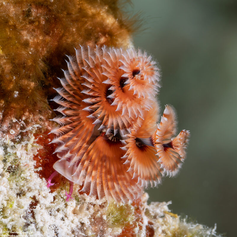 Spirobranchus giganteus (Christmas Tree Worm)