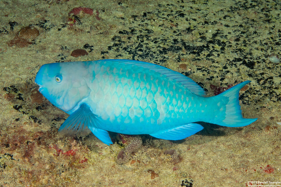 Scarus coeruleus (Blue Parrotfish)