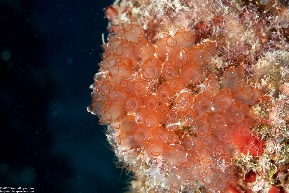 Clavelina sp.5 (Bulb Tunicate)