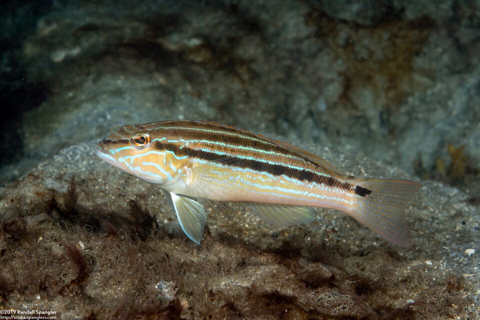 Diplectrum formosum (Sand Perch)