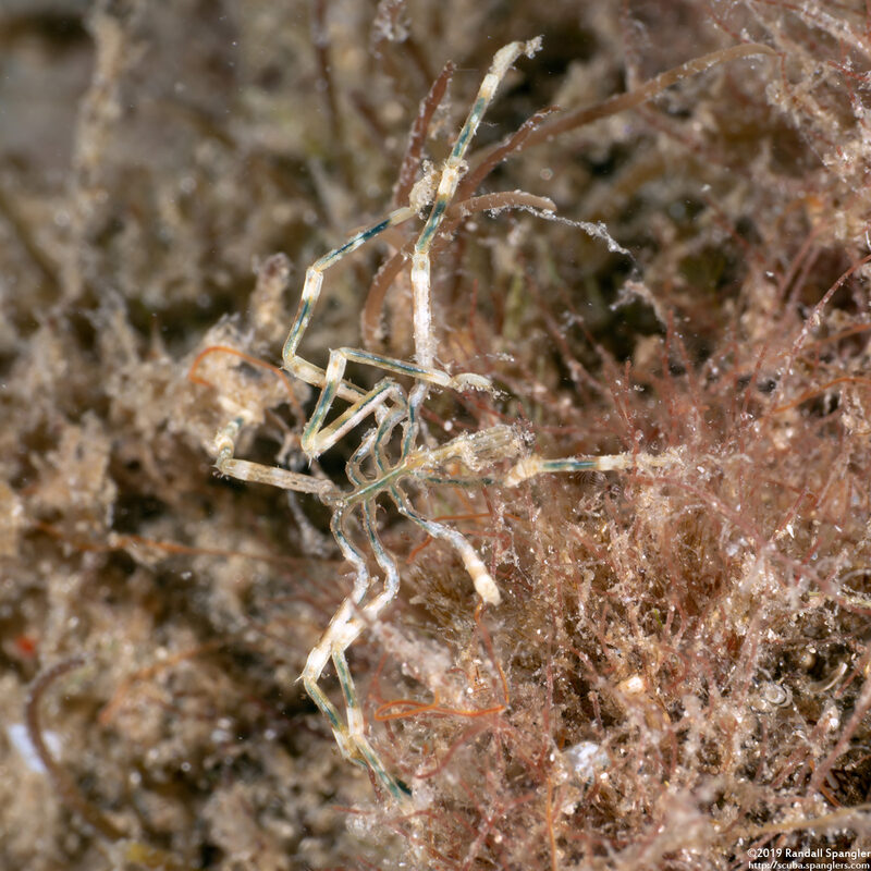 Class Pycnogonida (Sea Spider)