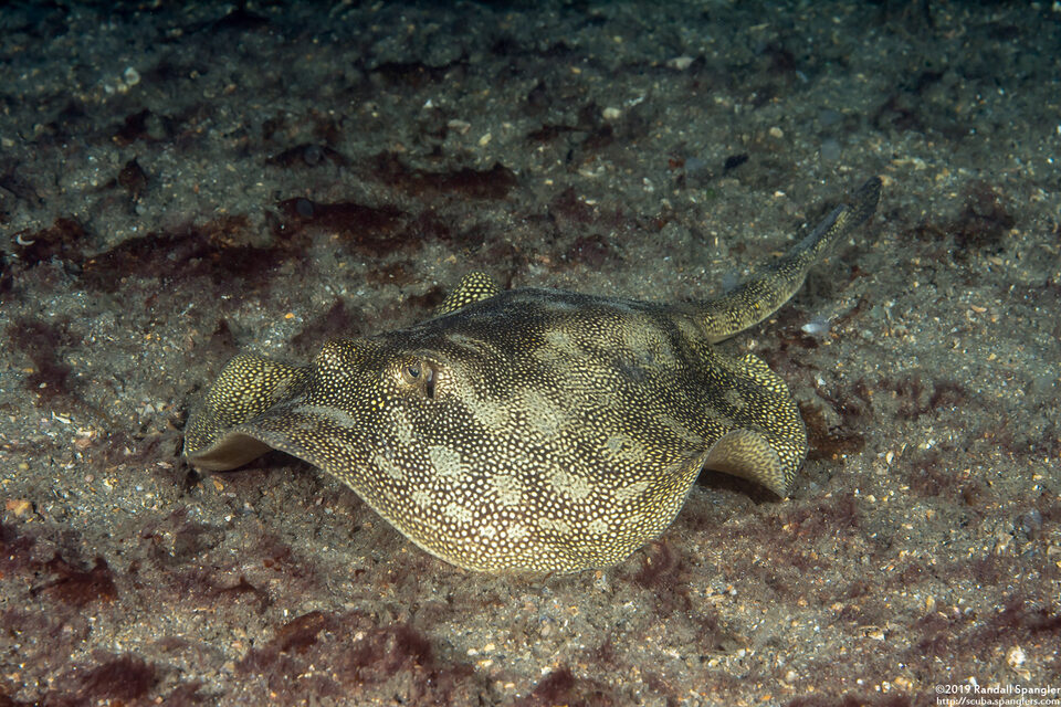 Urobatis jamaicensis (Yellow Stingray)