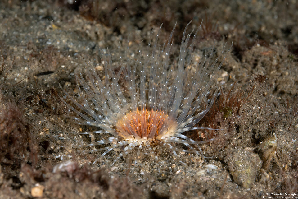 Pachycerianthus insignis (Transparent Tube Anemone)