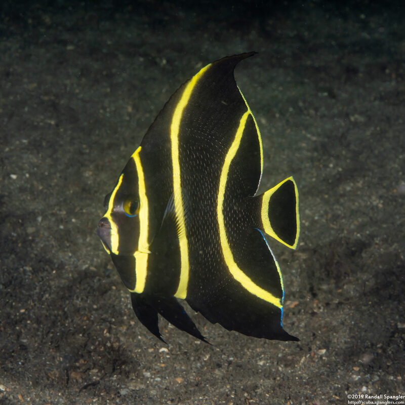 Pomacanthus paru (French Angelfish)