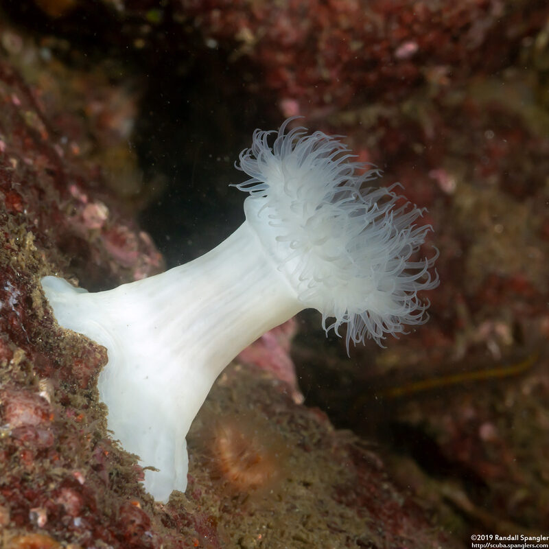 Metridium farcimen (White-Plumed Anemone); Small one