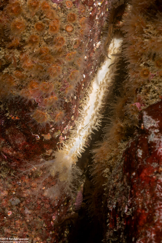Cucumaria pallida (Pale Sea Cucumber)