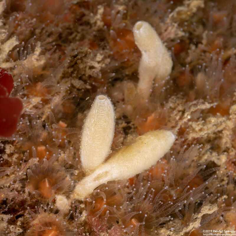 Leucilla nuttingi (Urn Sponge)