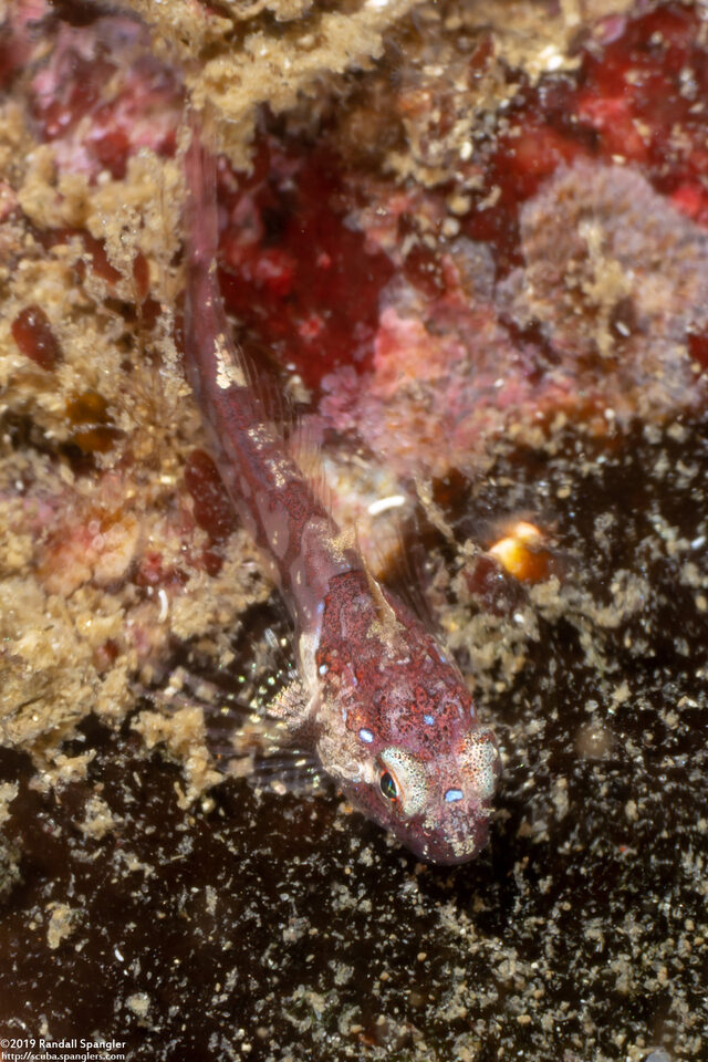Orthonopias triacis (Snubnose Sculpin)