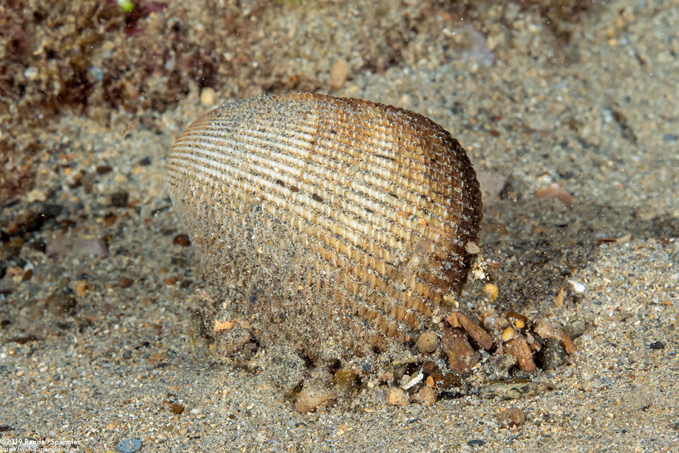 Vasticardium orbita (Rounded Cockle)