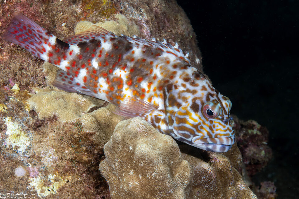 Cirrhitus pinnulatus (Stocky Hawkfish)