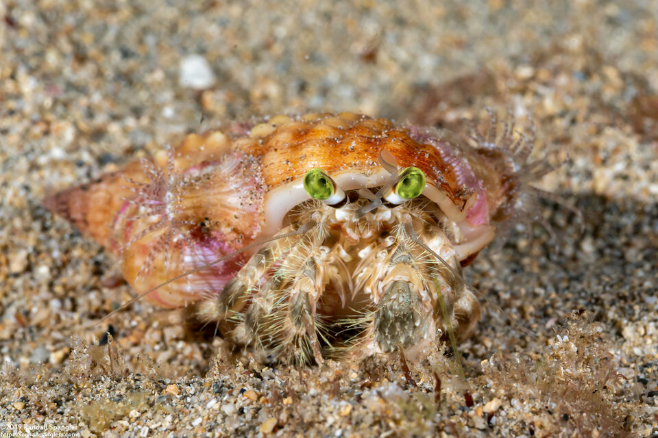 Dardanus deformis (Pale Anemone Hermit Crab)