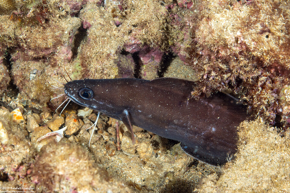 Brotula multibarbata (Large-Eye Brotula)