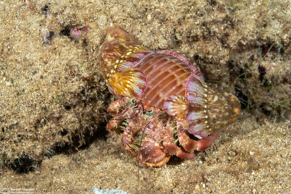 Dardanus gemmatus (Jeweled Anemone Crab)