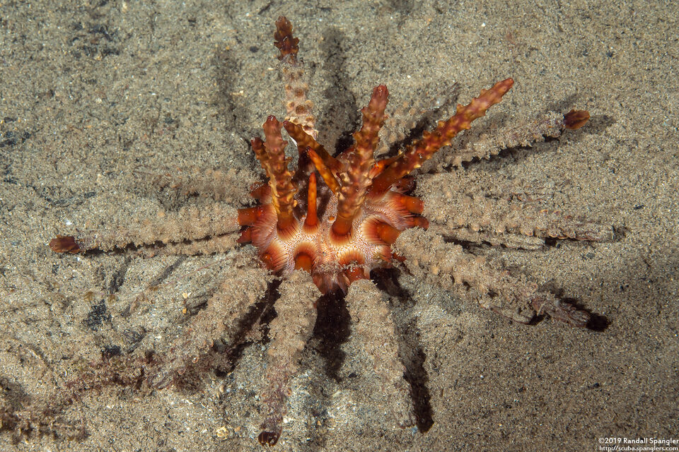 Chondrocidaris gigantea (Rough-Spined Urchin)