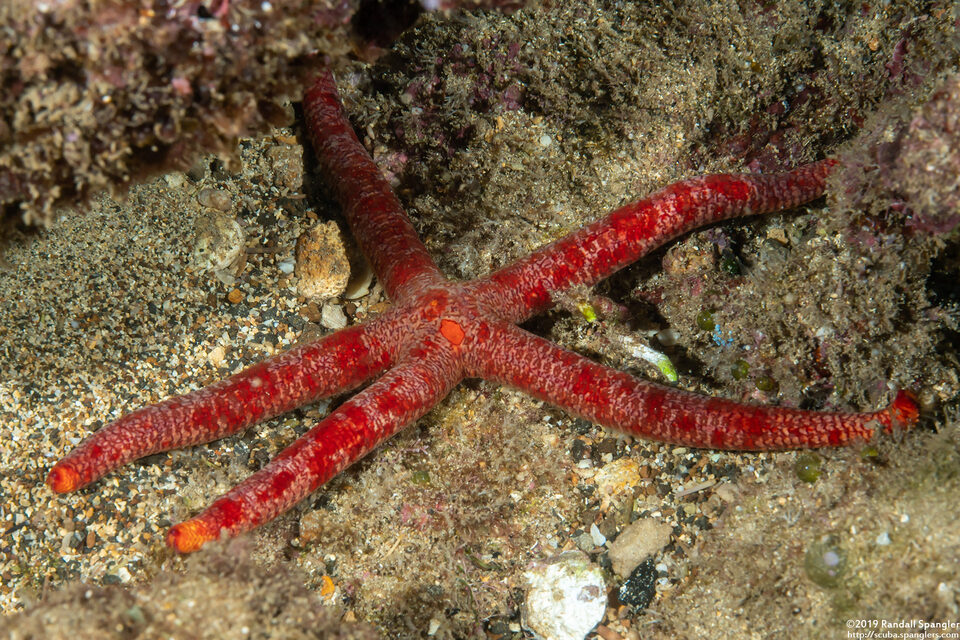 Leiaster glaber (Red Velvet Star)