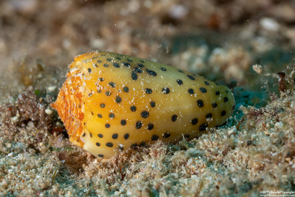Conus pulicarius (Flea Cone)