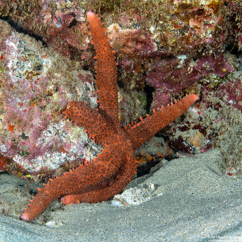 Mithrodia fisheri (Fisher's Star)