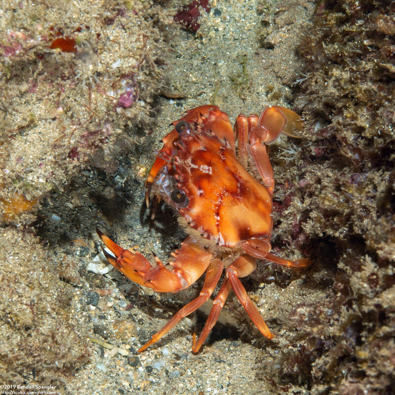 Gonioinfradens paucidentatus (Red Swimming Crab)