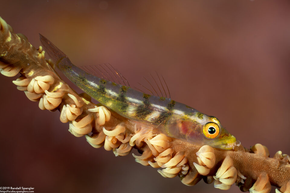 Bryaninops yongei (Wire Coral Goby)