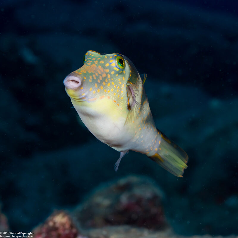 Canthigaster coronata (Crowned Toby)