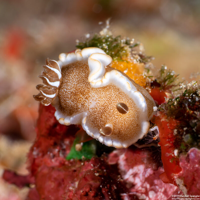 Glossodoris rufomarginata (White-Margin Nudibranch)