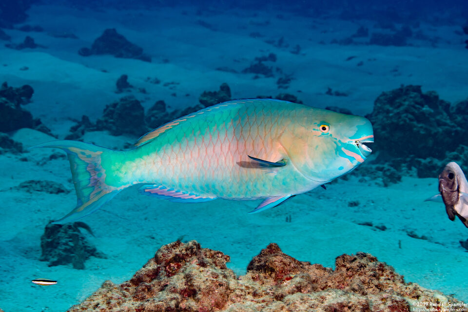 Scarus rubroviolaceus (Redlip Parrotfish)