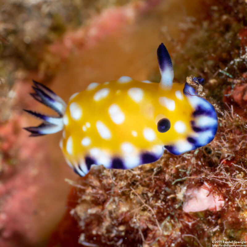 Goniobranchus vibratus (Trembling Nudibranch)