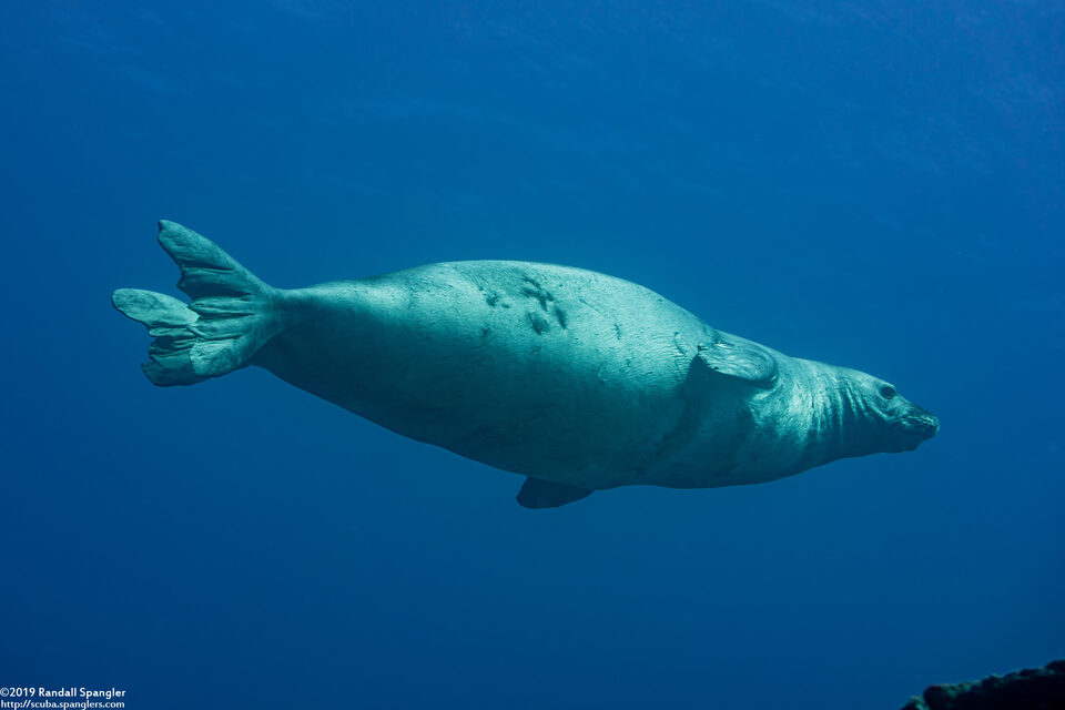 Monachus schauinslandi (Hawaiian Monk Seal)