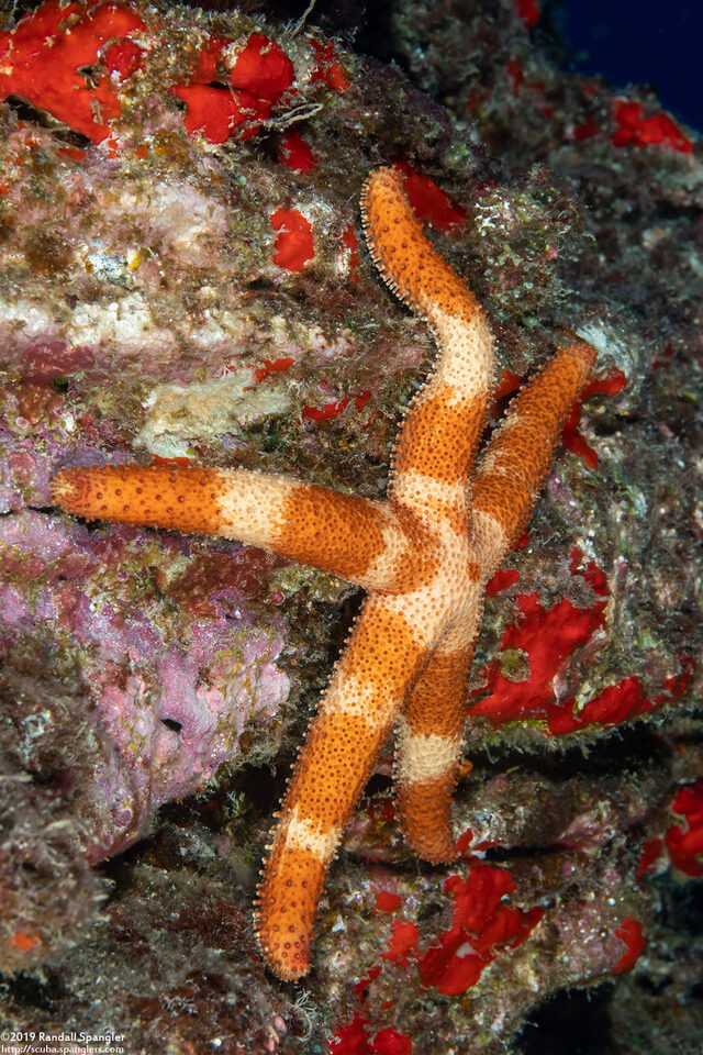 Thromidia catalai (Catala's Star)