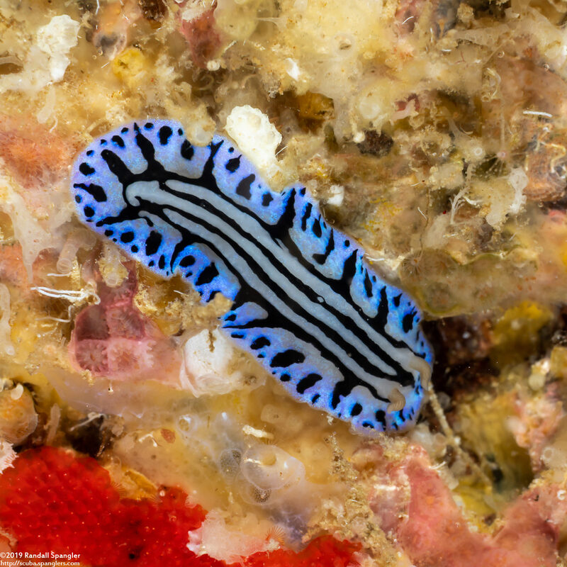 Phyllidiopsis sphingis (Sphinx Phyllidia)