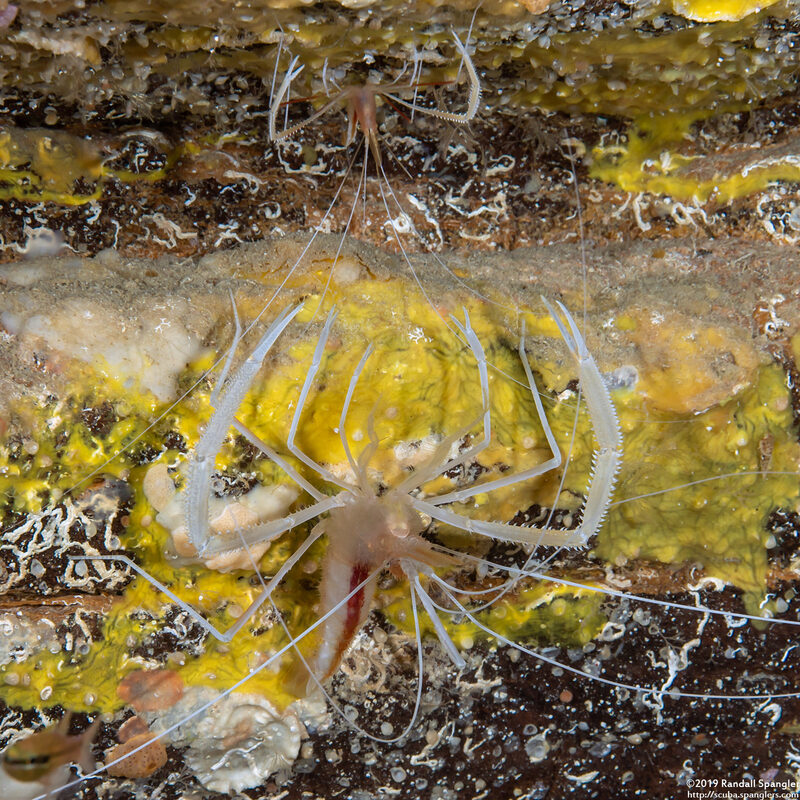 Stenopus pyrsonotus (Flameback Coral Shrimp)
