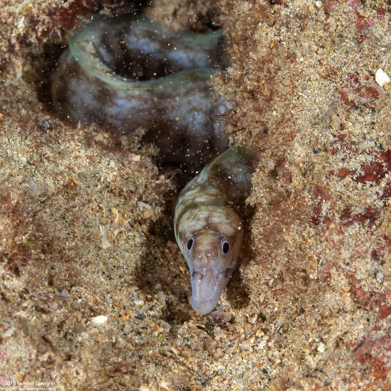 Gymnothorax gracilicauda (Slendertail Moray)