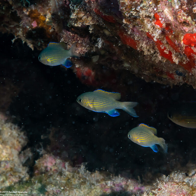 Chromis vanderbilti (Blackfin Chromis)