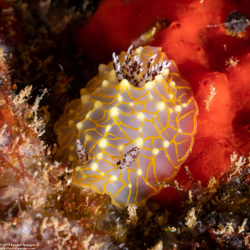 Halgerda terramtuentis (Gold Lace Nudibranch)