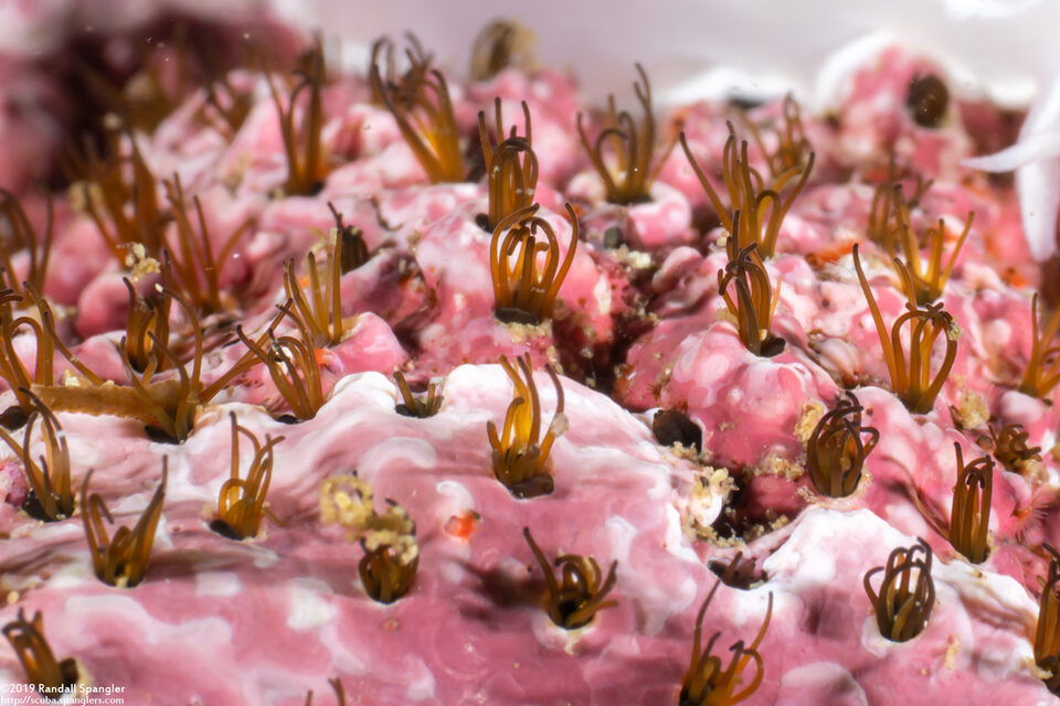 Dodecaceria concharum (Coralline Fringed Tube Worm)