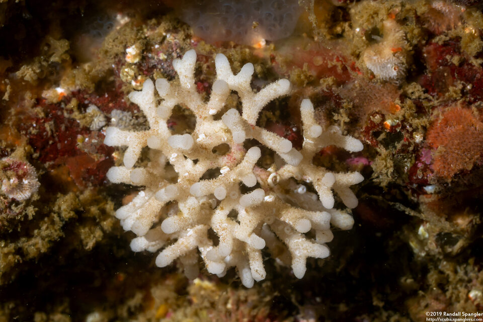 Celleporina sp.2 (Celleporina sp.2)