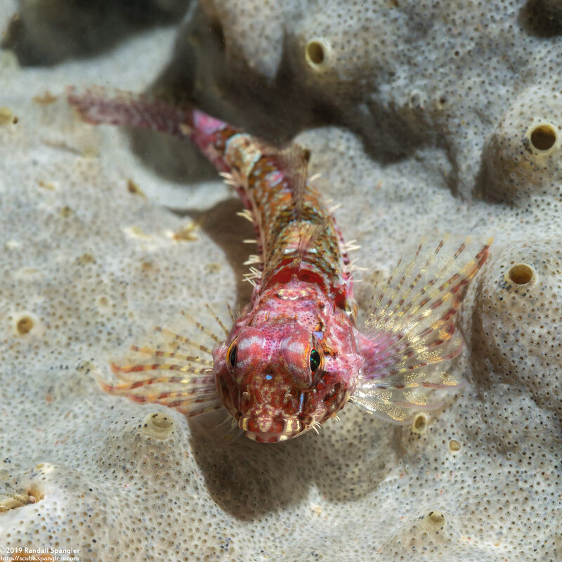 Orthonopias triacis (Snubnose Sculpin)