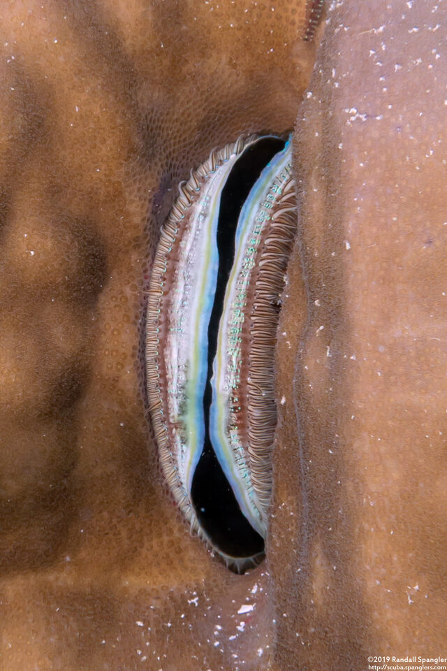 Pedum spondyloideum (Iridescent Scallop)
