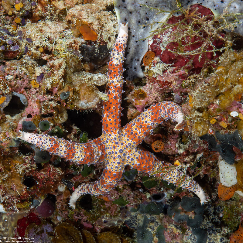 Gomophia watsoni (Watson's Sea Star)