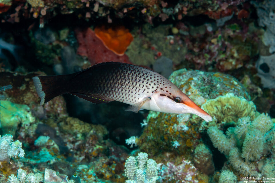 Gomphosus varius (Bird Wrasse)