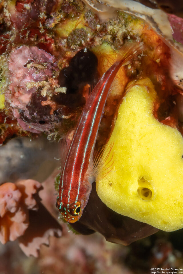 Helcogramma striata (Striped Triplefin)