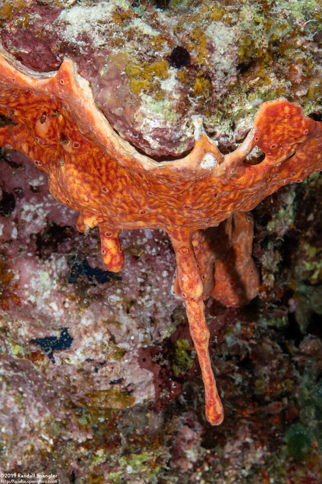 Didemnum sp.10 (Didemnum sp.10)