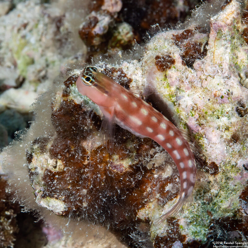 Ecsenius australianus (Australian Coralblenny)