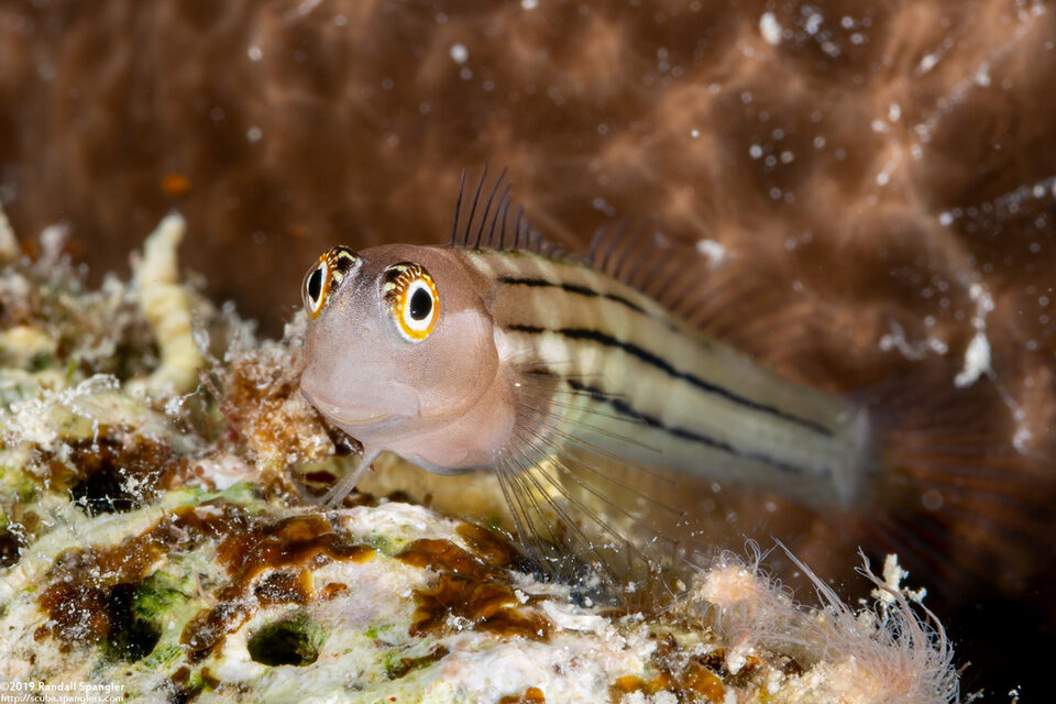 Ecsenius aequalis (Fourline Coralblenny)