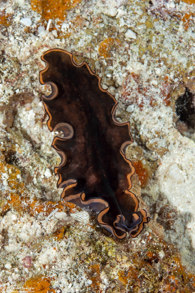 Pseudoceros affinis (Pseudoceros Affinis)