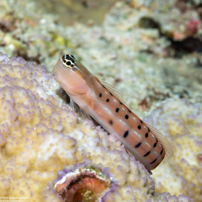 Ecsenius tigris (Tiger Coralblenny)