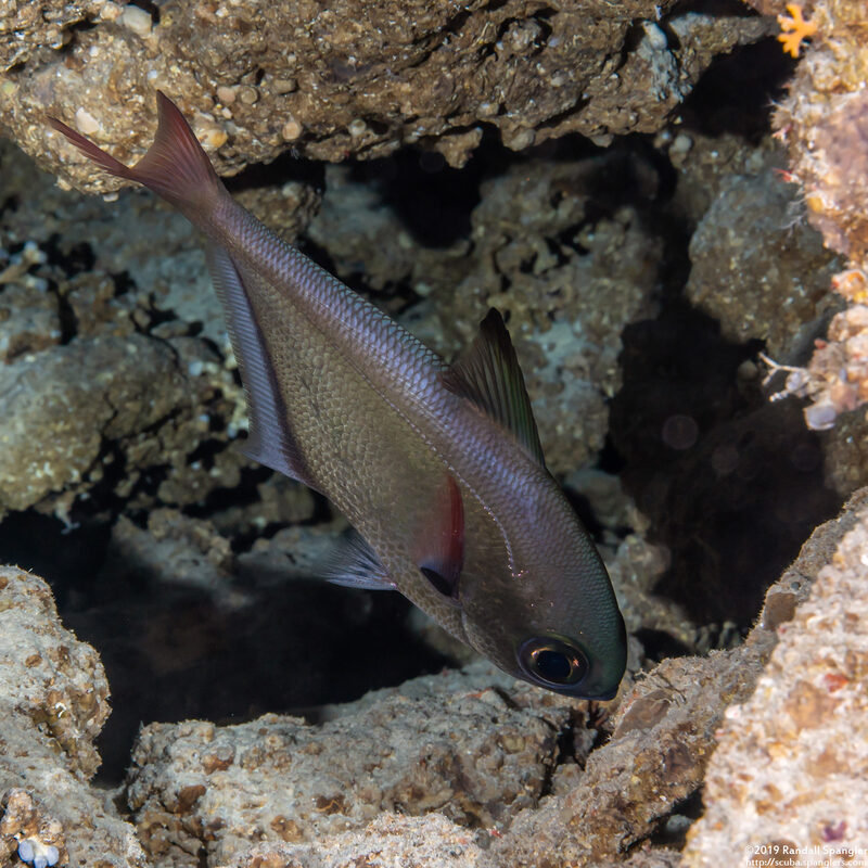 Pempheris oualensis (Copper Sweeper)